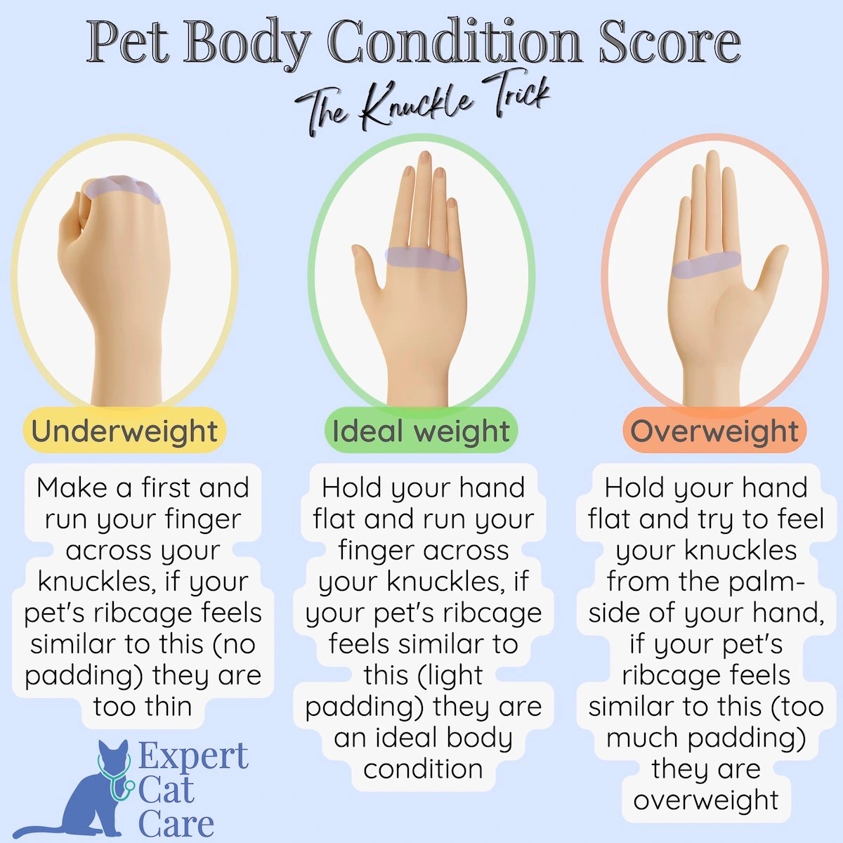Cat Body Condition Score Chart How to Score Your Cat 19